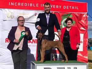 Terrier Group 4th Winner - Carliams Dawn Blitz