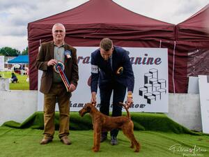 IR CH Carliams Little Joey - Terrier Group Winner