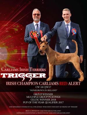 IR CH Carliams Red Alert CJW17 CW18 ANCH18
