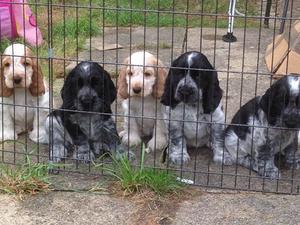 photo from last litter. same mum and dad