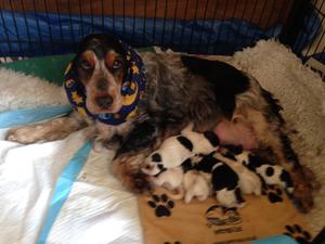 Mum and pups the day they were born