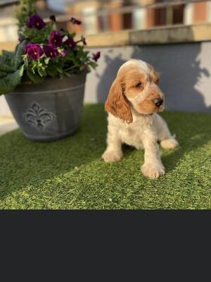 Pup available at 7 weeks