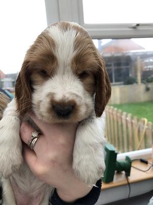 1 orange roan Bitch available