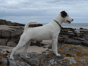 Hank at the beach