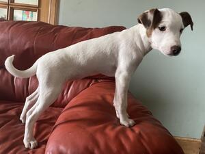 Bitch pup