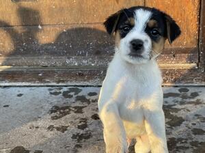 Dog pup