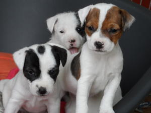 Foxy's pups