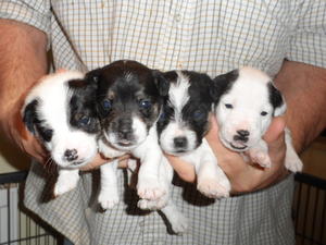 Pups