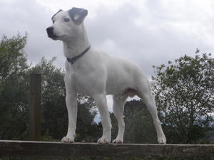 Hank in the garden