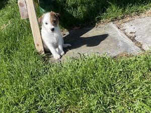 Male pup