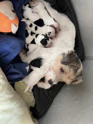 Dottie with her pups