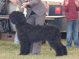 Paignton Champ Show 1/8/11