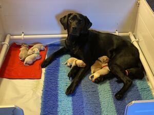 Proud mum with her litter
