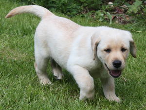 Puppy dog - eight weeks old puppies