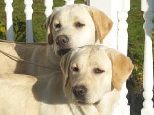 Tank and his sister Libby