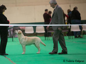 Tank competing at a Champ Show