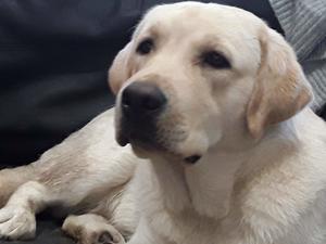 Puppy Jackson - 10 months old