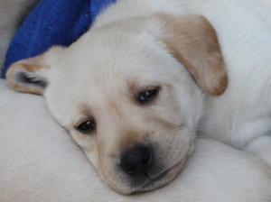 Puppy boy 6 weeks