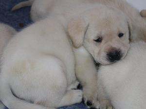 Puppy Week 4