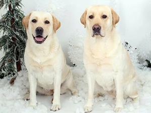 Pasha Mum Dusty and Auntie Bella