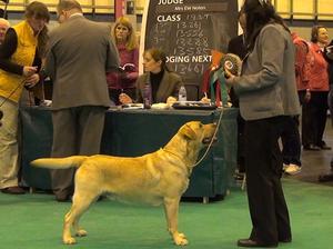 Buxton winning his class at Crufts 2013