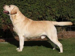 Sire Raffy