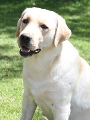 Annie - The Puppies Mother