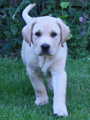 Puppy dog from the litter