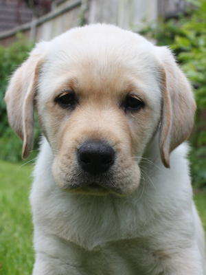 One of Mikkis puppies - eight weeks old