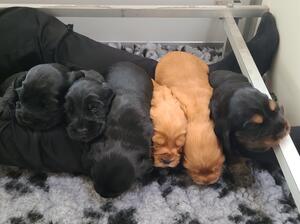 Litter born 12th Dec 2020