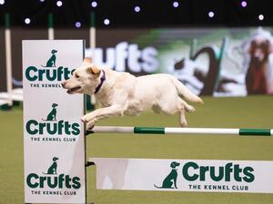 Clover Crufts 2023