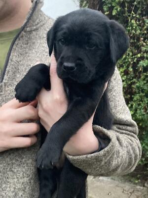 Five weeks old