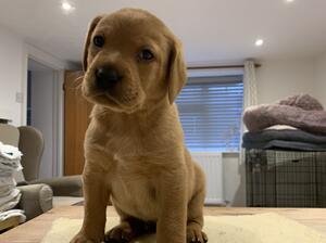 2 day old puppies