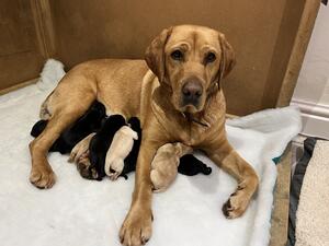 Mum and day old puppies