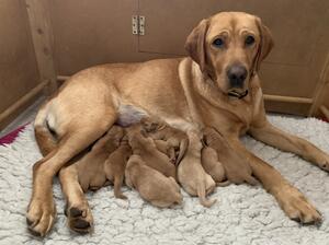Gwyn with her day old puppies