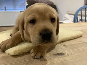 Golden boy