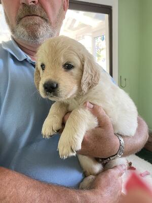 Puppy can be reserved now