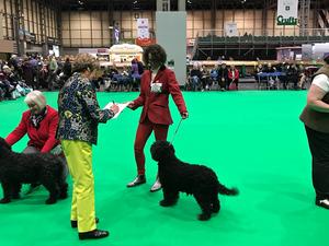 Lola 2nd Veteran Bitch Crufts 2019