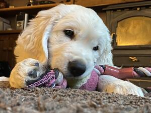 Prettiest puppy