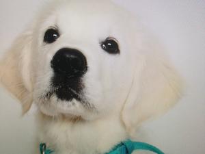 Hugo as a puppy