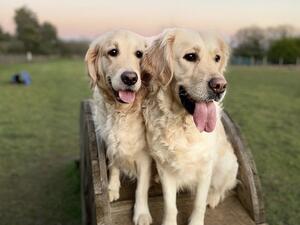 Roo & Ava