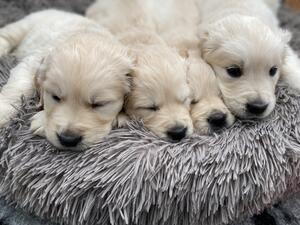 Mum and pups