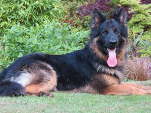 rockforce german shepherd puppies for sale