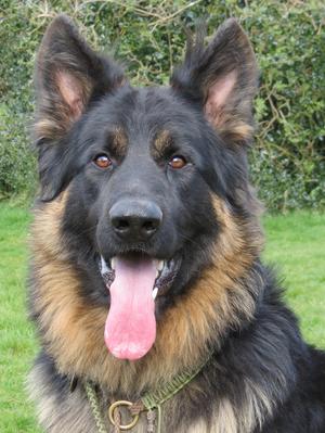 rockforce german shepherd puppies for sale