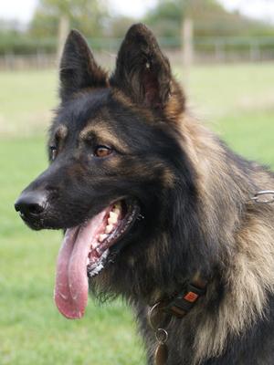 rockforce german shepherd puppies for sale