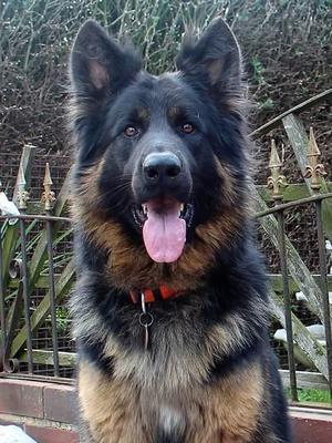 rockforce german shepherd puppies for sale