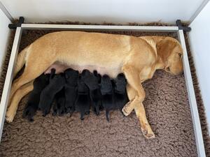 Maple and her Finn puppies 2022