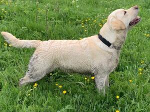 Baileydale Harmony of Marchurch 'Margo'
