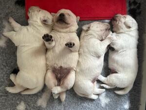 Margo's Puppies at 2 weeks