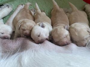 Beautiful Babies
